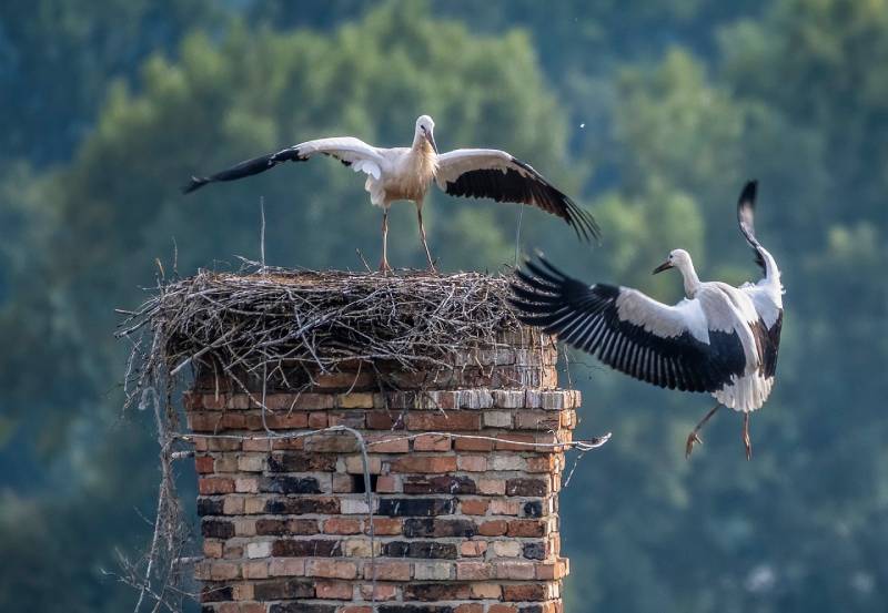 Professional Chimney Animal Removal Services in Upper Marlboro, Maryland