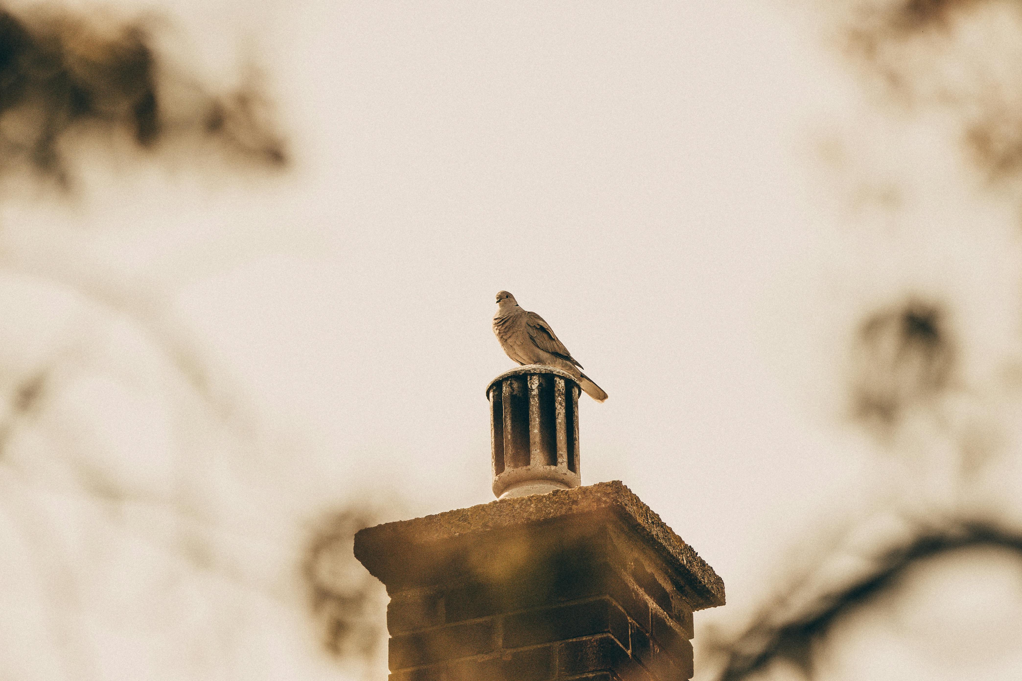 Expert Chimney Cap Installation in Upper Marlboro, Maryland